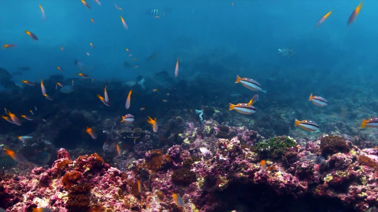 Un drone inventé pour pêcher sous l'eau et filmer ! - PowerRay