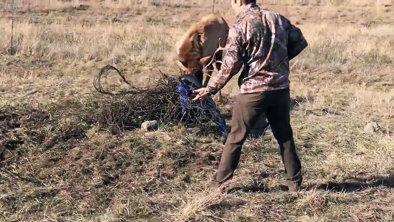 the shotgun of freedom saves an elk - 2240_kbps