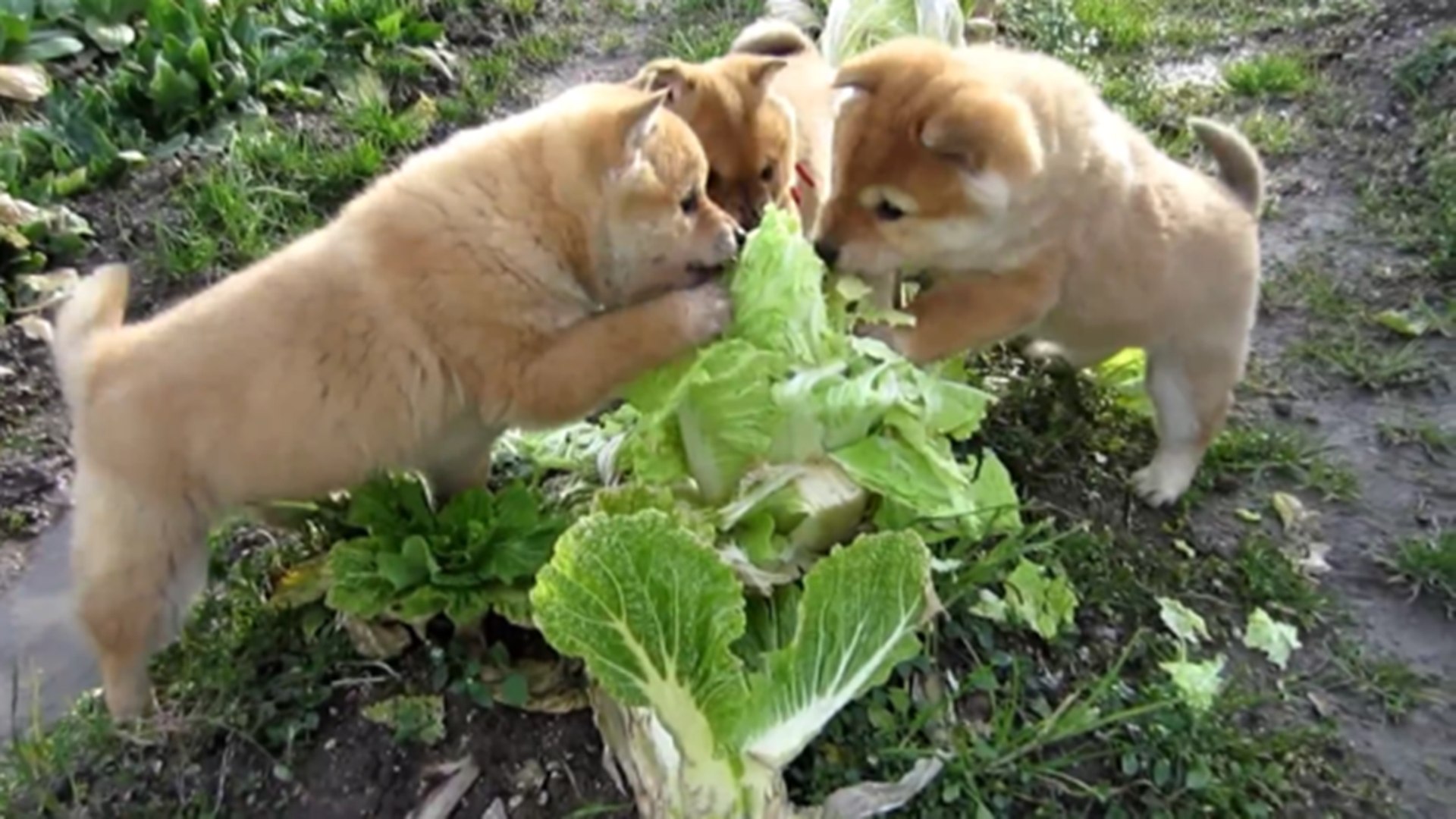 Shiba Inu Puppies Attack A Chinese Cabbage