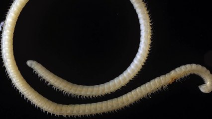 Le mille-pattes aux 4 pénis