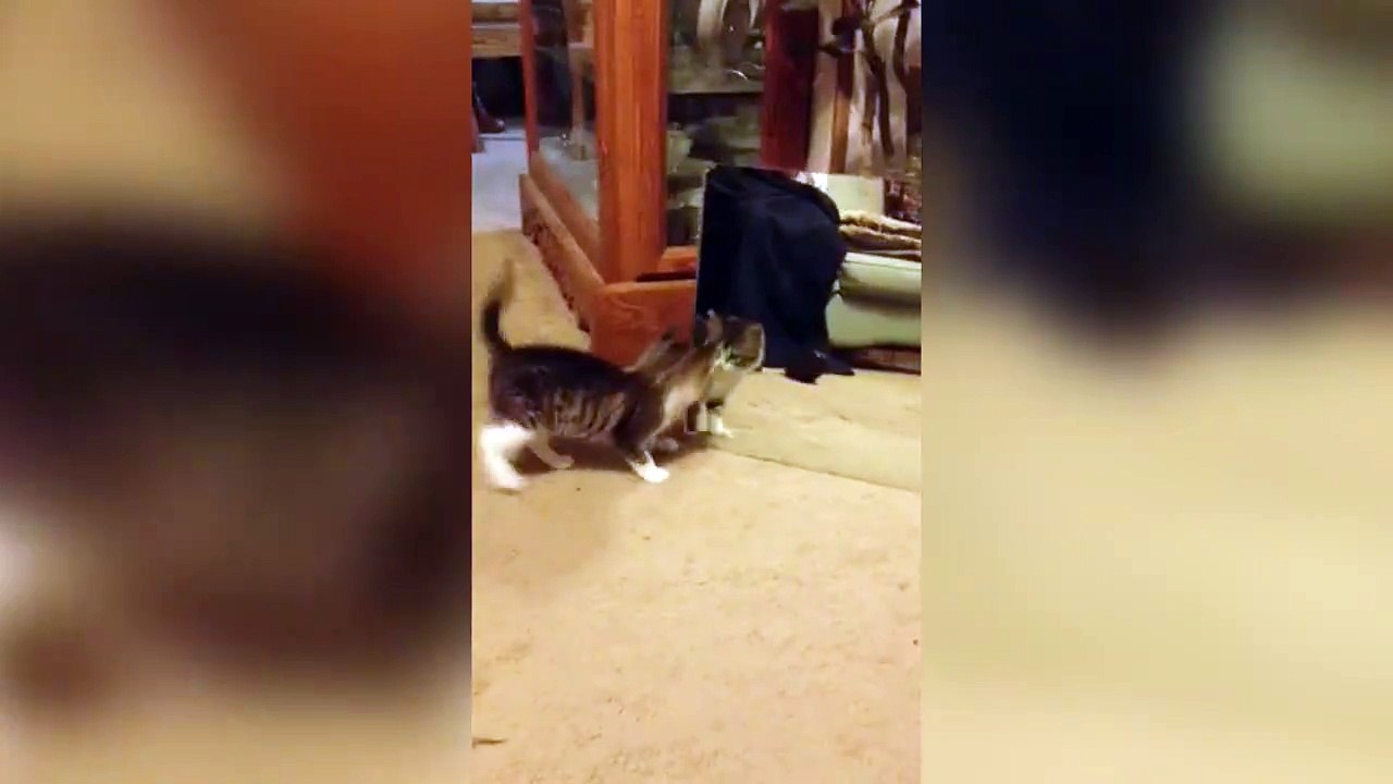 Mais c'est qui ce chat dans le miroir...