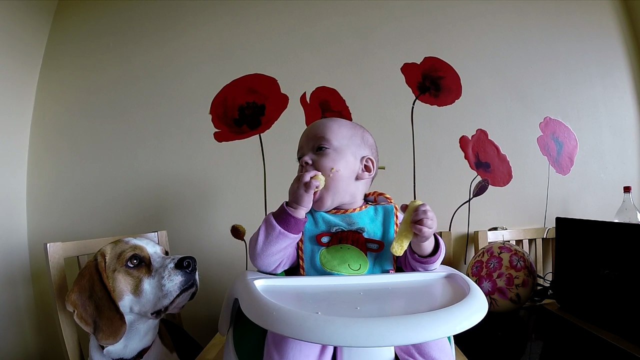 Baby shares food with dog, gets angry when he refuses it
