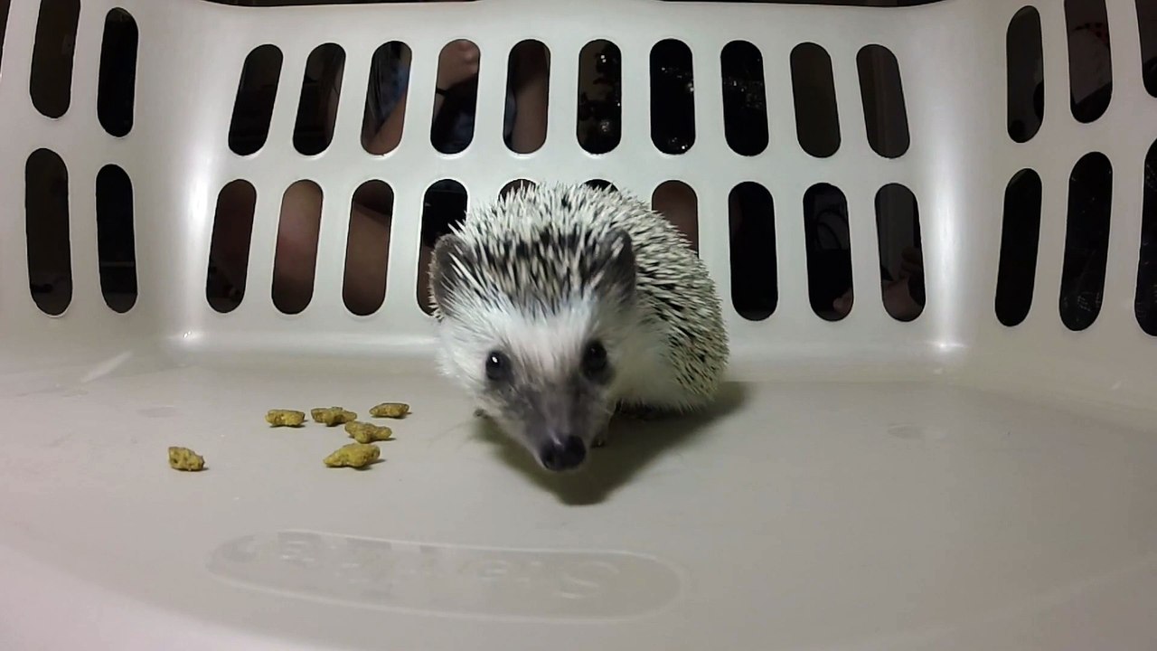 Curious hedgehog closely investigates camera