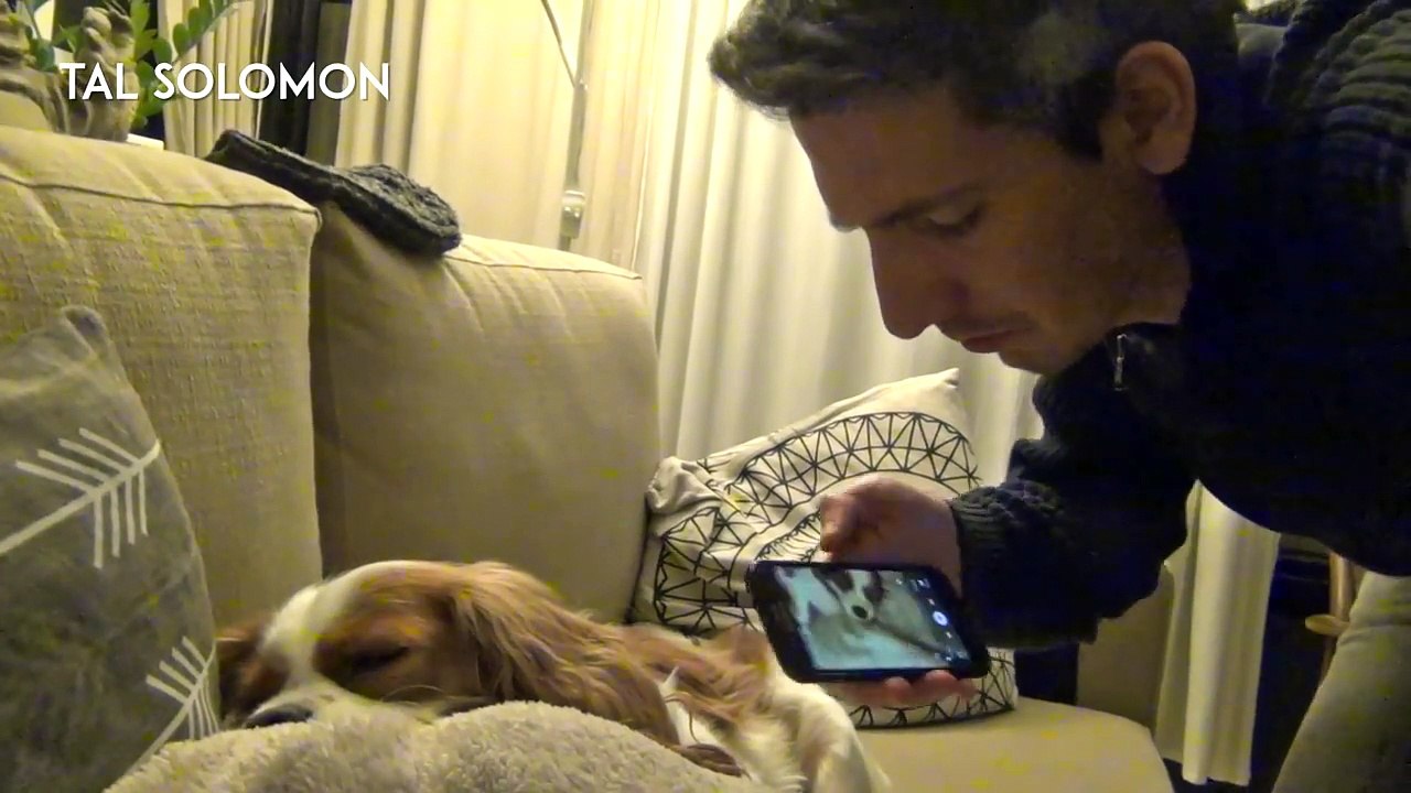 Comment stopper un chien qui ronfle