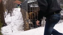 Ce russe ivre caresse un ours.. Aïe !