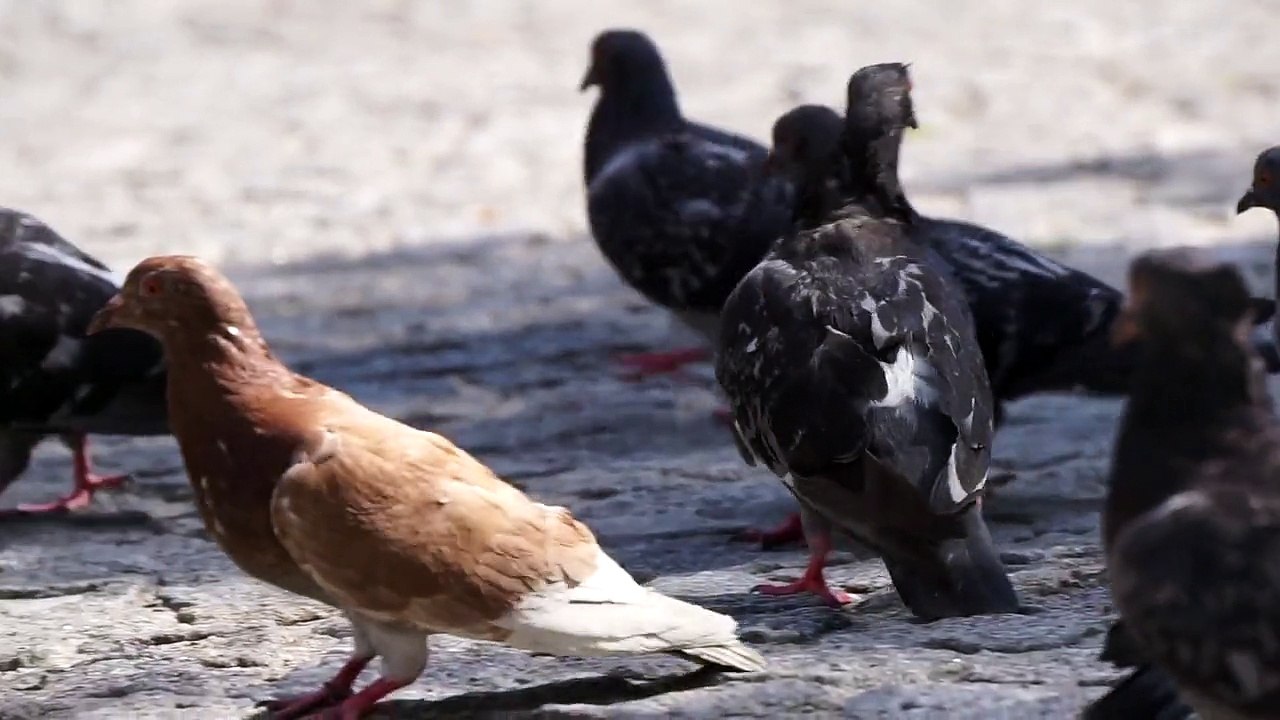 Pigeons