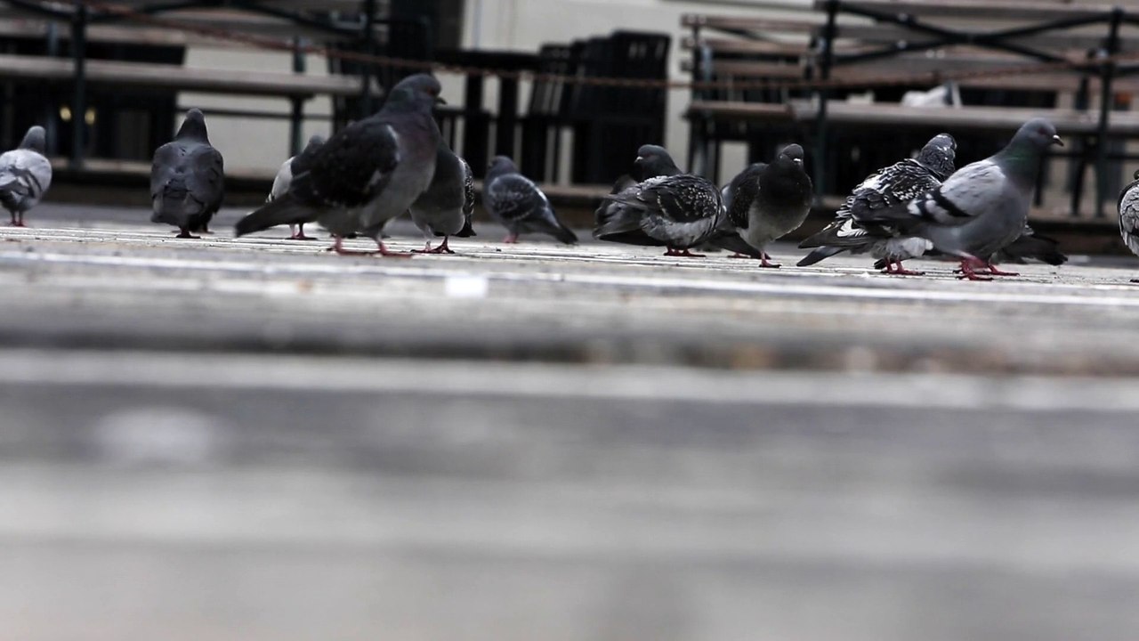 Pigeons2