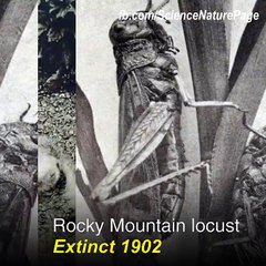 More Than a Century of Tragic Extinctions
