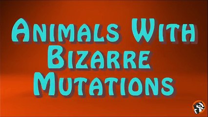 10 Creatures With Unbelievable Mutations