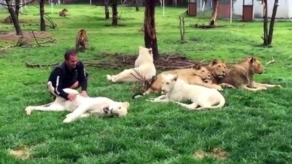 A leopard attacks him from behind. That's who intervenes