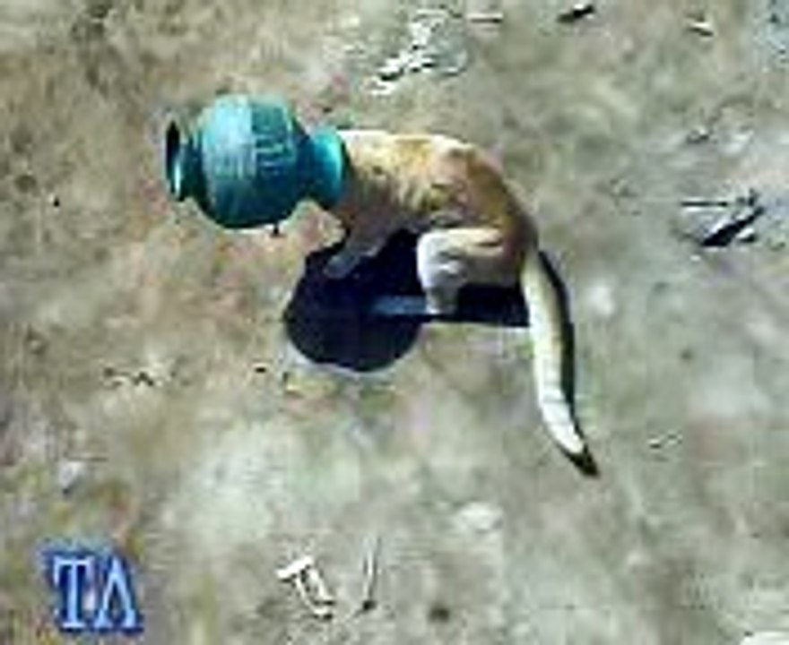 Funny cat problem sens