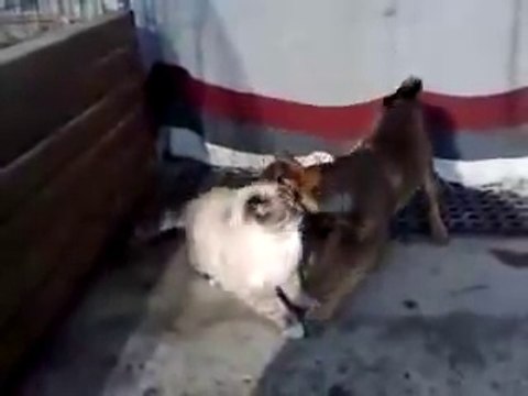 Dog Humps Cat - (Cat Likes It)