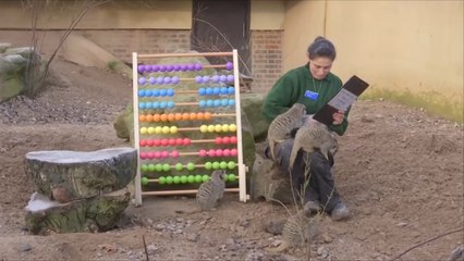 هذا الصباح- حديقة حيوان لندن تبدأ عملية الجرد السنوي