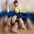 Un Cucciolo d'Uomo e 4 Cuccioli di Carlino, Amici Inseparabili!