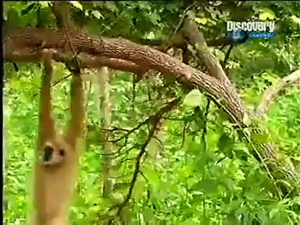 Monkeys Irritates Tiger