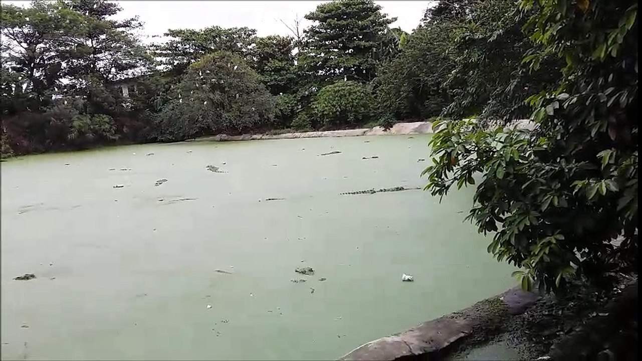 Crocodile in action