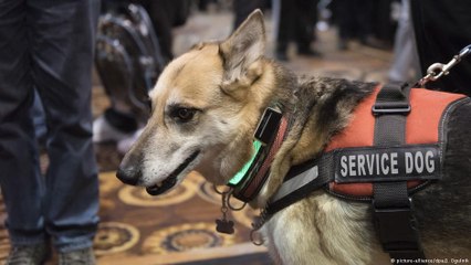 Coleiras inteligentes monitoram a saúde de cães