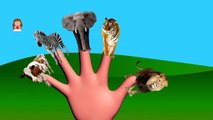 Lets Learn Finger Family Song Animals, Finger Family Animals, Kids Fun Learning Videos