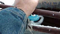 Good samaritan rescues sparrow stuck on a frozen pipe