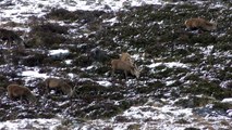 Red deer stags forage in snow to find food in Scotland