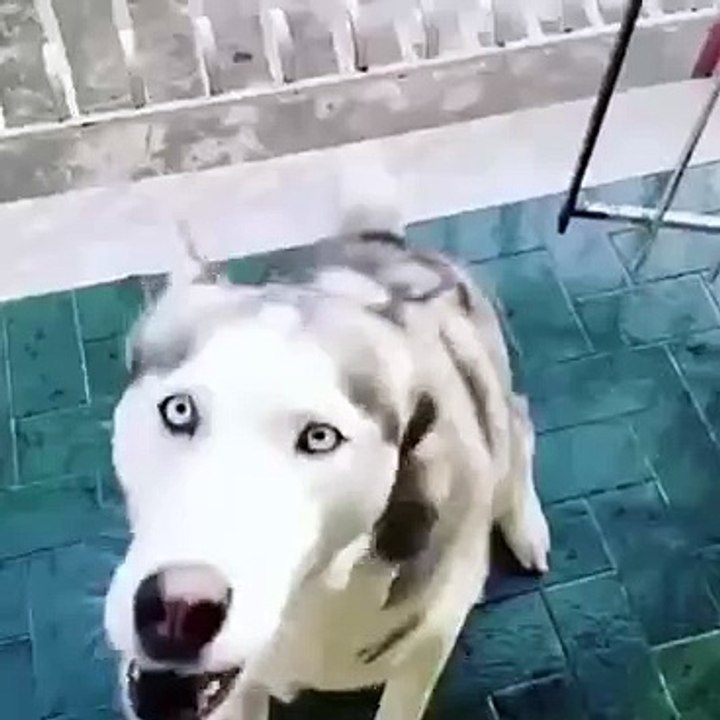 dog speack fuck off really !!
