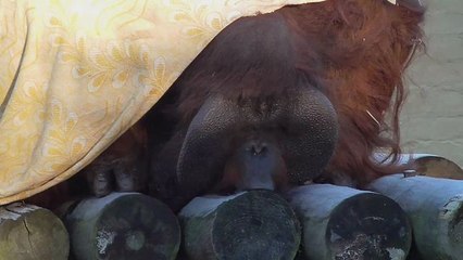 Orangutan licks ice from wooden plank