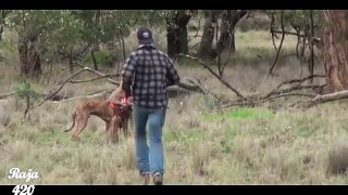 Man punches a kangaroo in the face