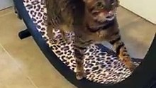 Este gato pensa que é um hamster