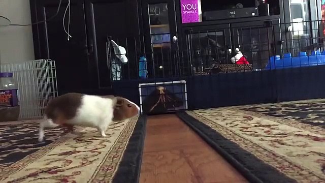 Ces cochons d’Inde ne lâchent plus leur maîtresse d'un poil... Suivie à la trace