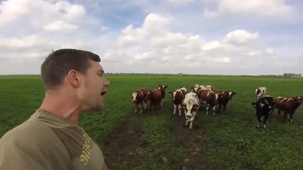 'Burping Cow Whisperer' captivates herd of cattle
