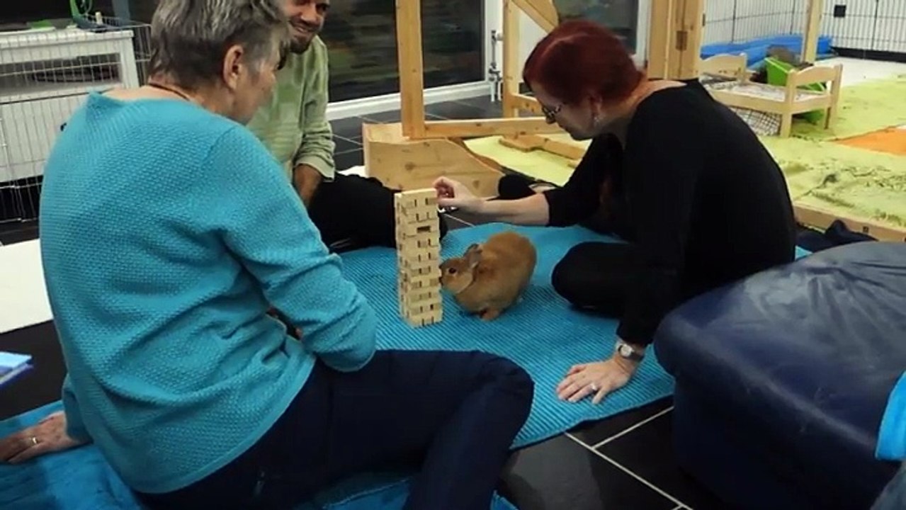 Le lapin qui joue à Jenga