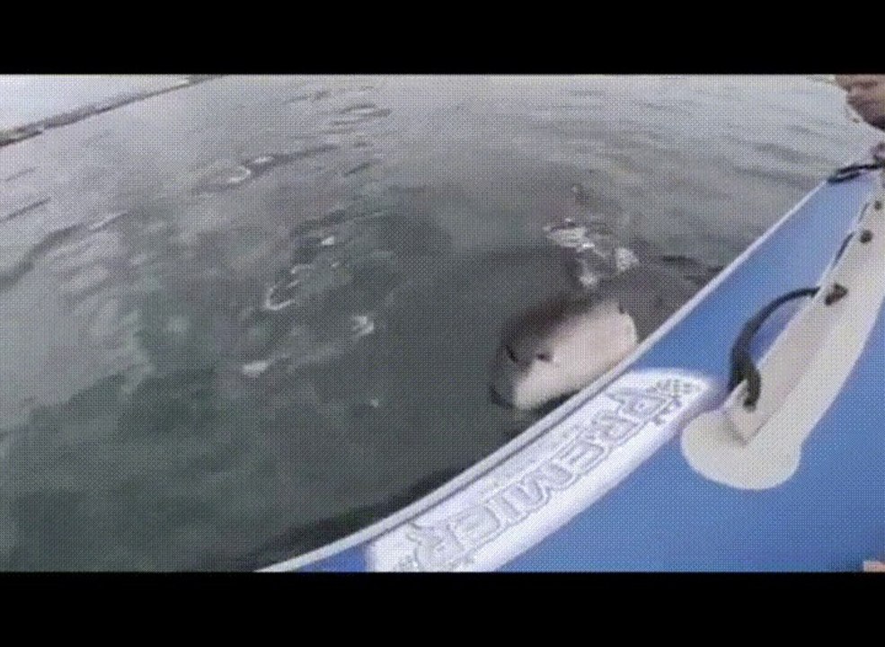Un requin mort le bateau pneumatique et c'est le drame !