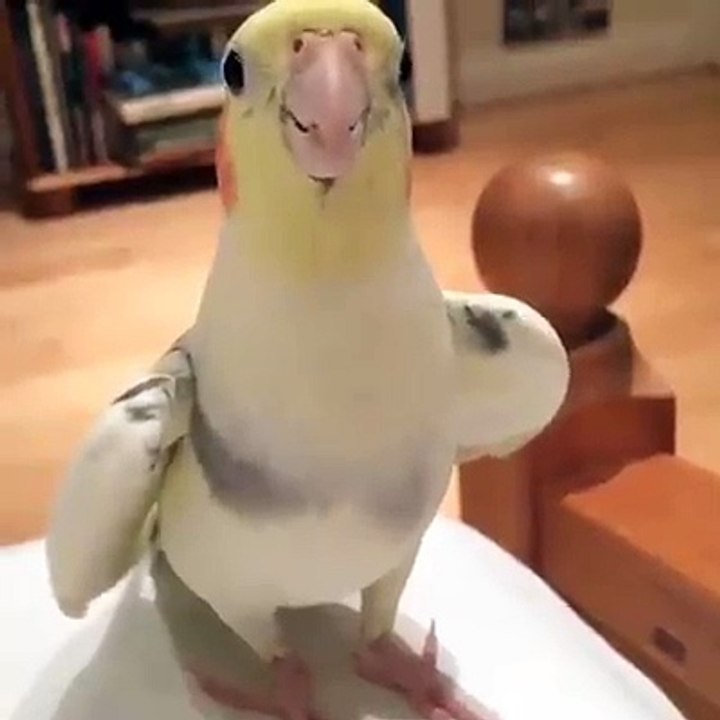 Just Love This Parrot