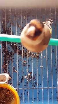 Chant du Chardonneret donnez vos avis de : Joseph Dadi