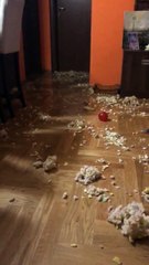 OMG Dog Knows He Did Wrong