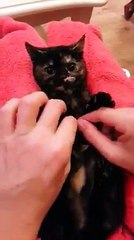 Tickling a kitten who can't open her mouth