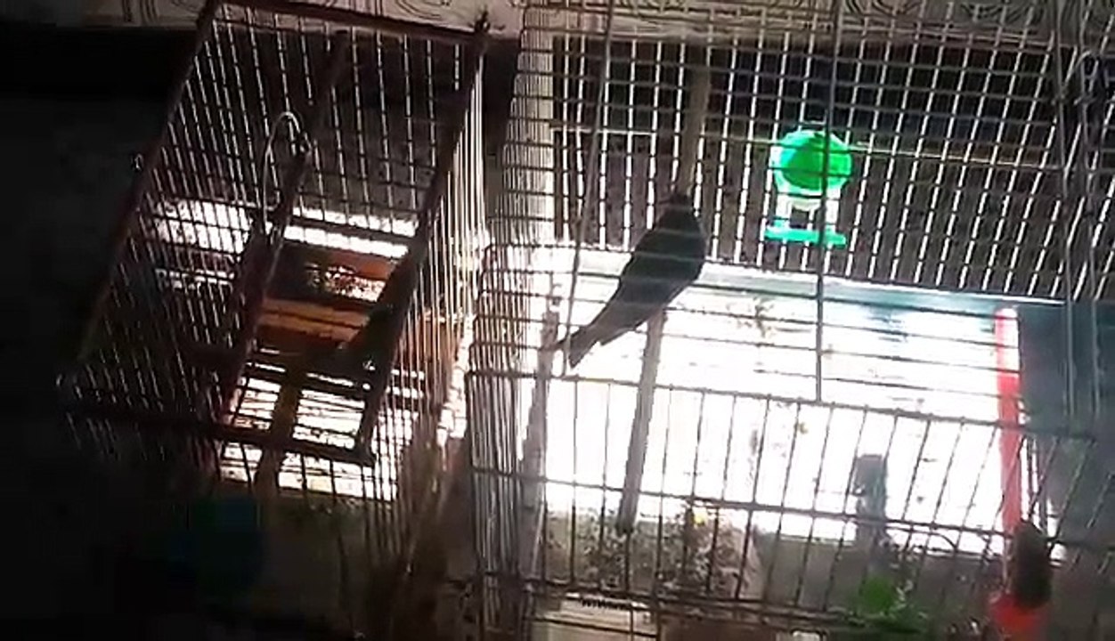 Parade nuptiale Top  de : Aymen Ben Yedder