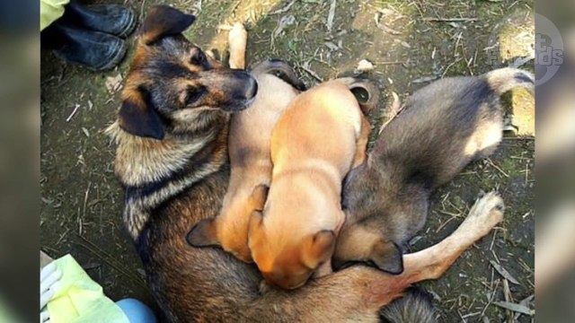 Des étudiants ont secouru une famille de chiens enterrés vivants sous terre !