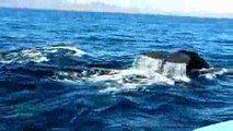 Whales for Kids, Ocean Whale Videos for Children, Lots of Humpback Whales in Nature
