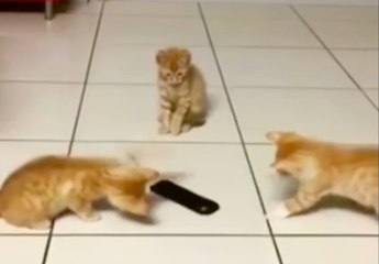 Des chatons ont peur d'une télécommande placée au sol !
