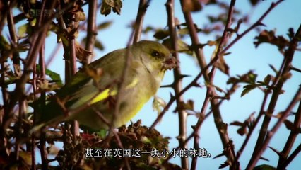 Charles Darwin and the Tree of Life