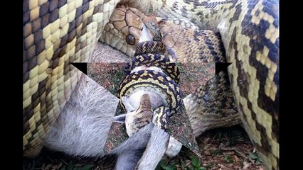 Un python de 4 mètres de long avale un wallaby en entier !
