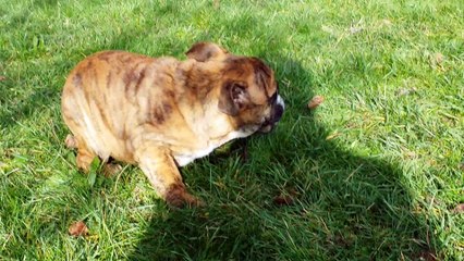 My little flower Des Terres de Frasnes née le 05/09/16 Femelle disponible