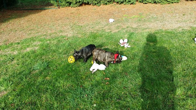 Chiots Bouledogue Français nés le 24/08/16 Disponnibles