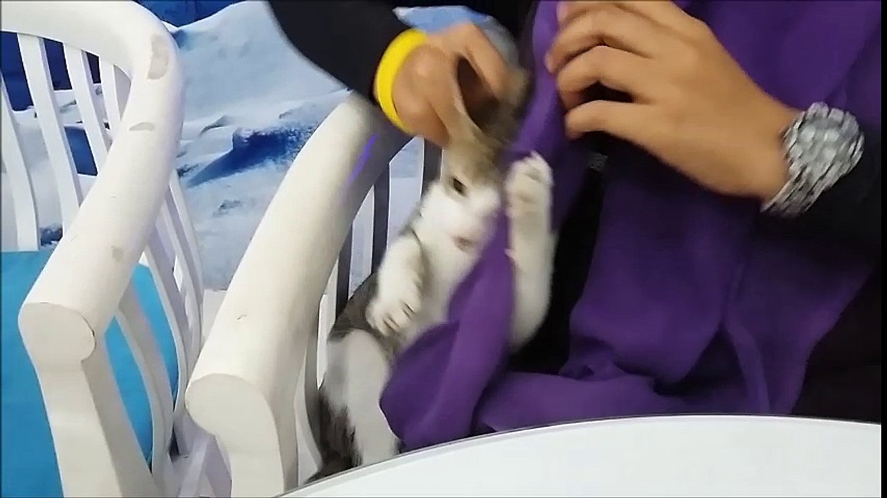 Cute cat