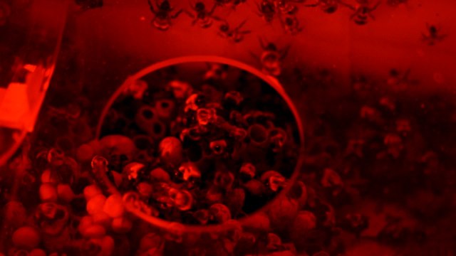 If you want to see bees flash frozen, look no further