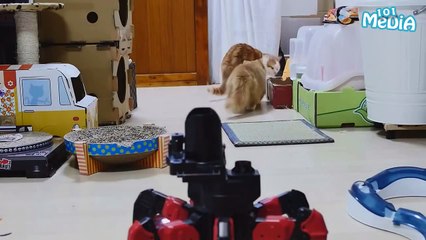 ПРИКОЛЫ 2016 ДЕКАБРЬ ЛУЧШИЕ|НЕ СМЕЙСЯ ЧЕЛЛЕНДЖ|FUNNY VIDEOS|СМЕШНЫЕ ВИДЕО|GIFs With Sound