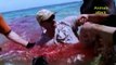 5 Horrific Best Shark Attacks Caught On Tape-Shark Attacks Caught On Camera    Great White Shark
