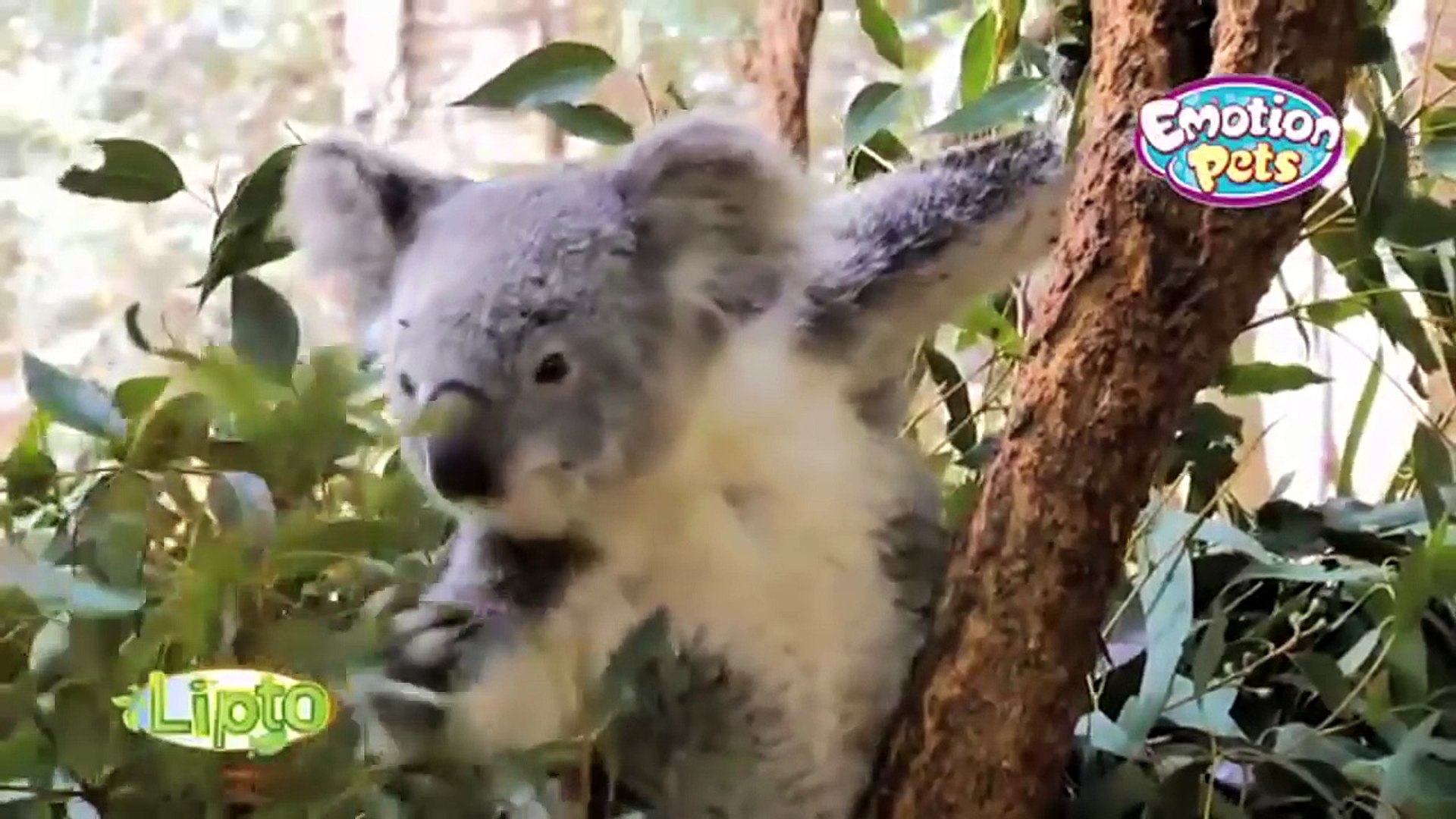 ⁣Giochi Preziosi - Emotion Pets Playfuls - Lipto The Koala Bear / Miś Koala - TV Toys