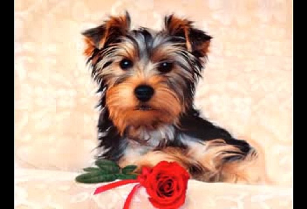 Happy Birthday to You - Bella the Terrier